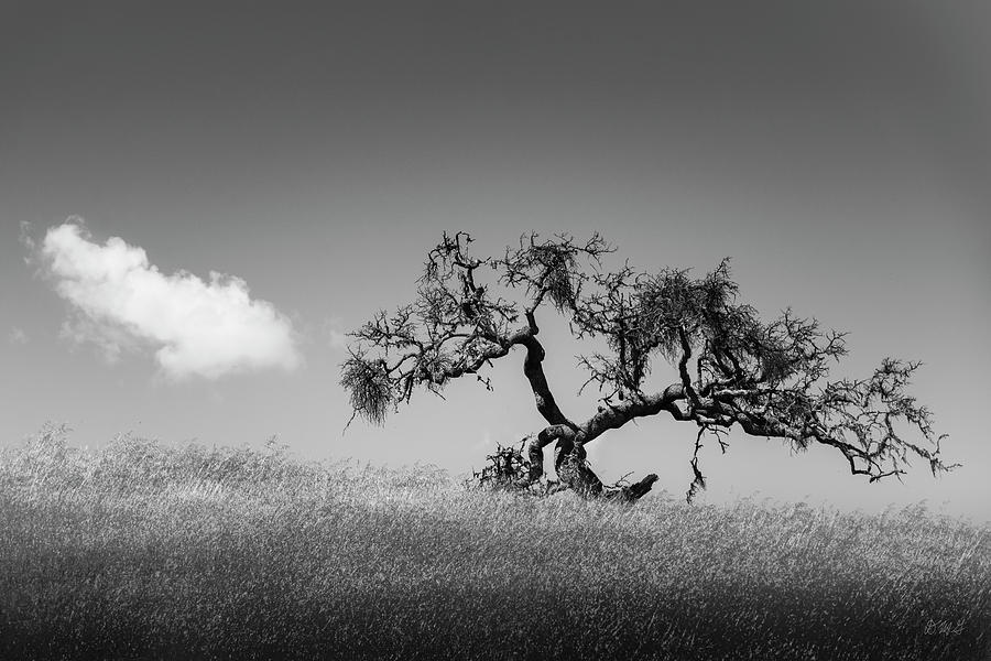 Tree and Cloud Carmel Valley CA BW Photograph by David Gordon