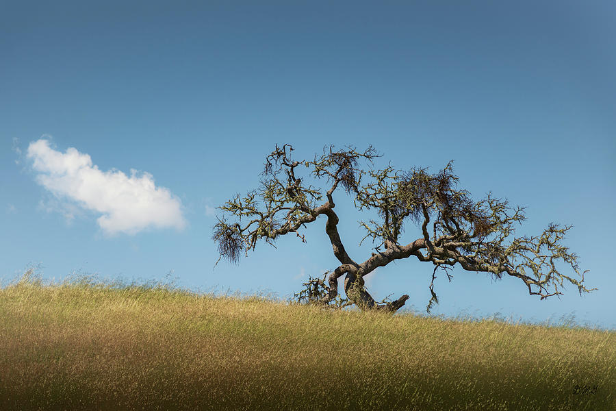 Tree and Cloud Carmel Valley CA Color Photograph by David Gordon