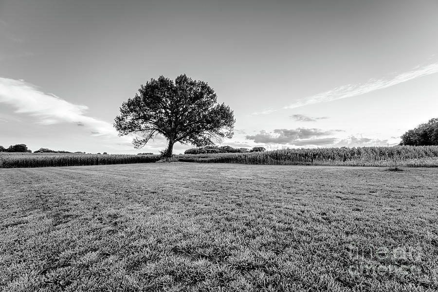 Tree And Cornfield Sunset Grayscale Photograph by Jennifer White