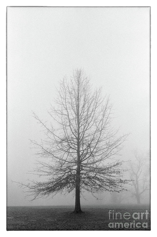 Tree and Fog - BWN00290 Photograph by Daniel Dempster