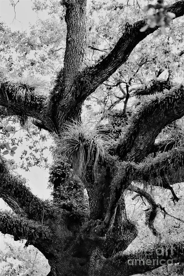 Tree and its Epiphytes Photograph by Mesa Teresita