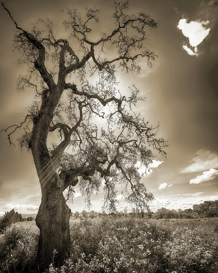 TREE AND LIFE, SEPIA, California Photograph by Don Schimmel