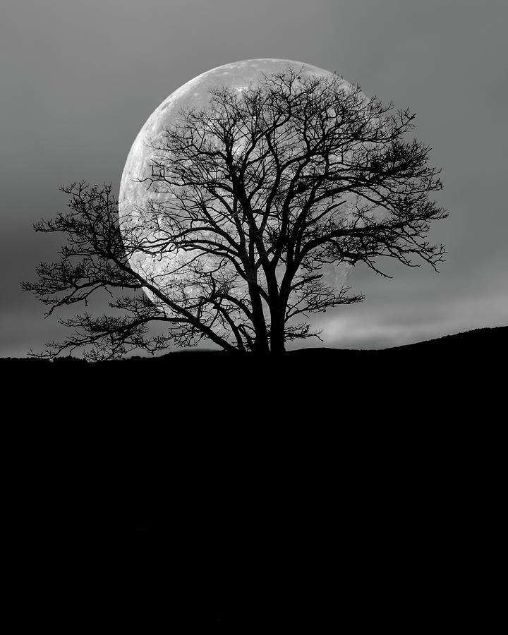 Tree and Moon Photograph by Bob Orsillo