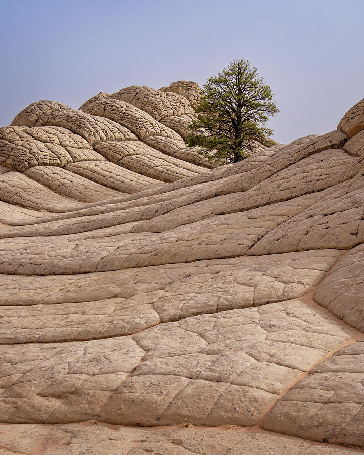 Tree and rocks Photograph by William Carlos | Fine Art America