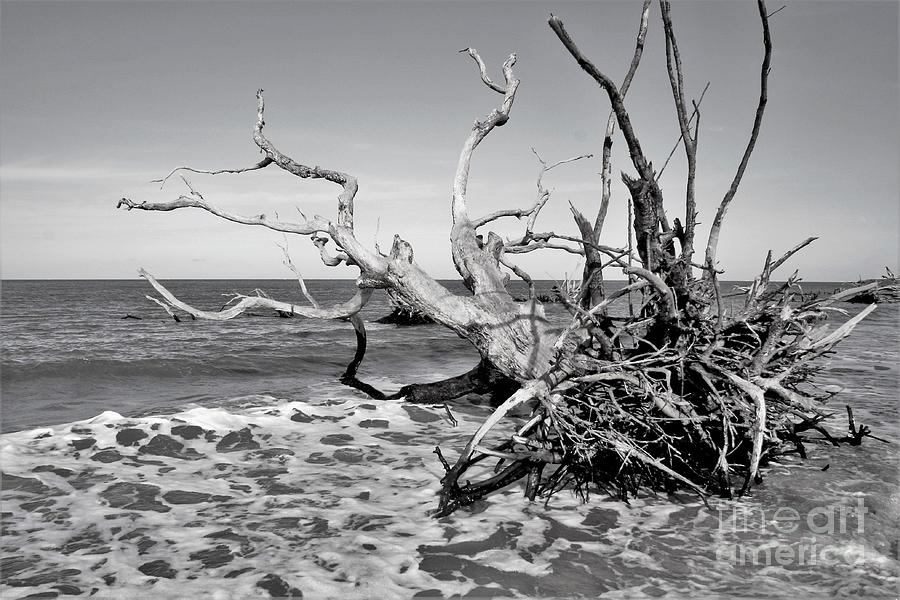 Tree and Roots Photograph by Donald Sawin Tree and Roots Photograph by Donald Sawin
