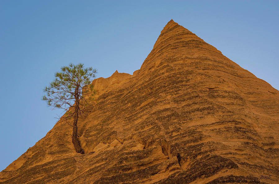 Nature Photograph - Tree and Sandstone Peak by David Gordon