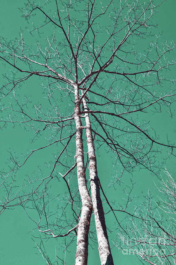 Tree And Sky Digital Art by Phil Perkins