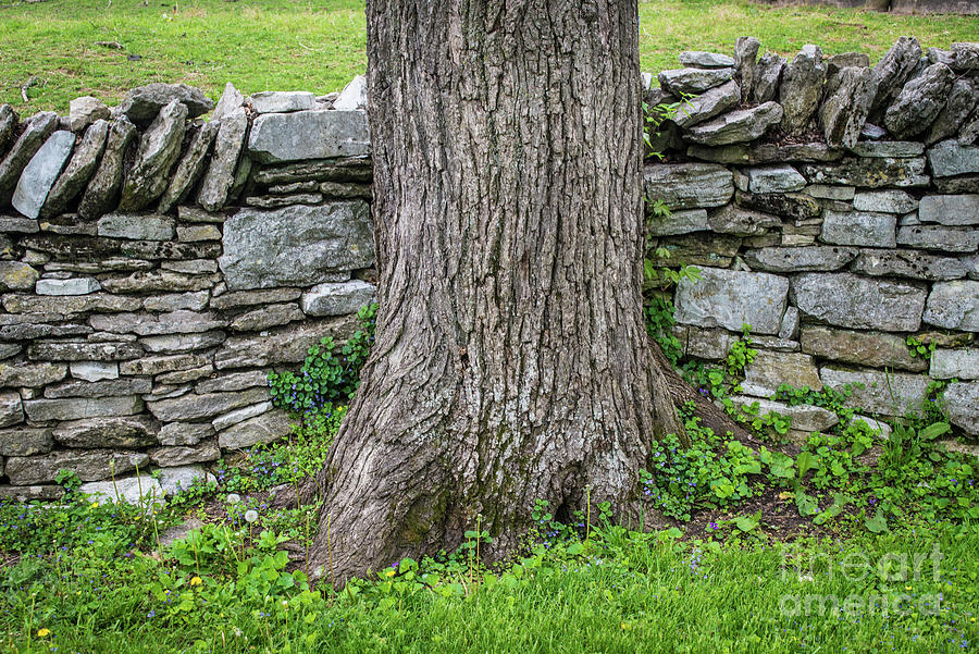 Tree and Stone Fence - Kentucky Shaker Village - Pleasant Hill - Harrodsburg Photograph by Gary Whitton