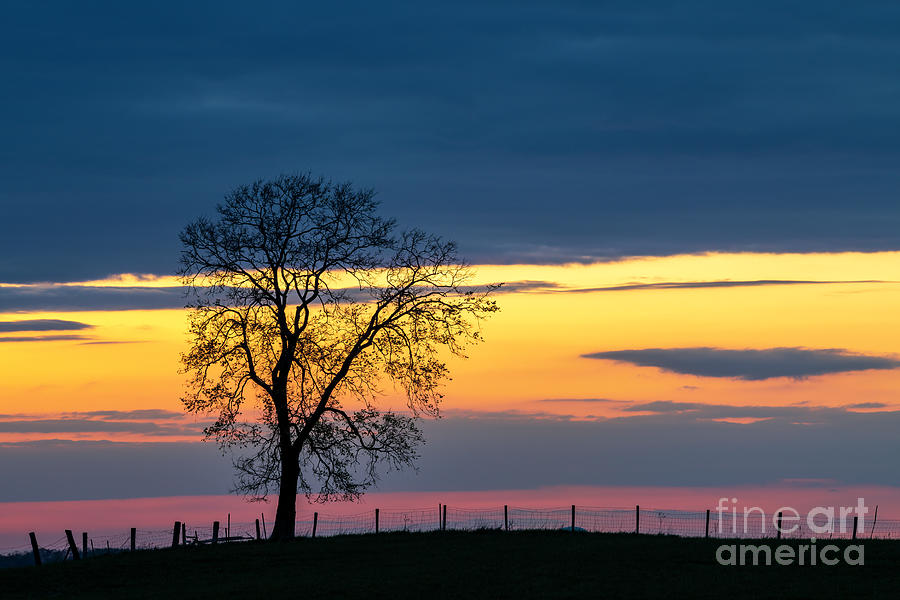 Tree and Sunset - D011061 Photograph by Daniel Dempster