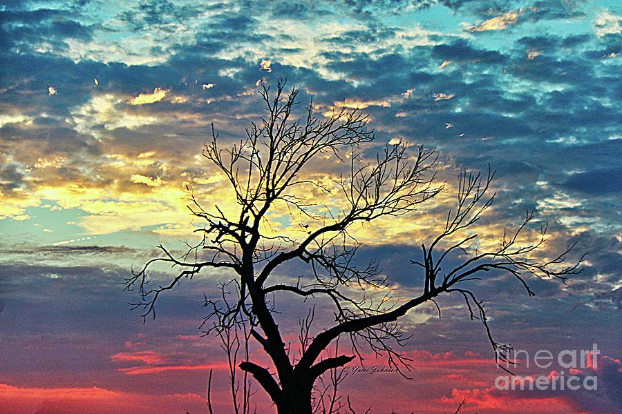 Tree and Sunset  Photograph by Yumi Johnson
