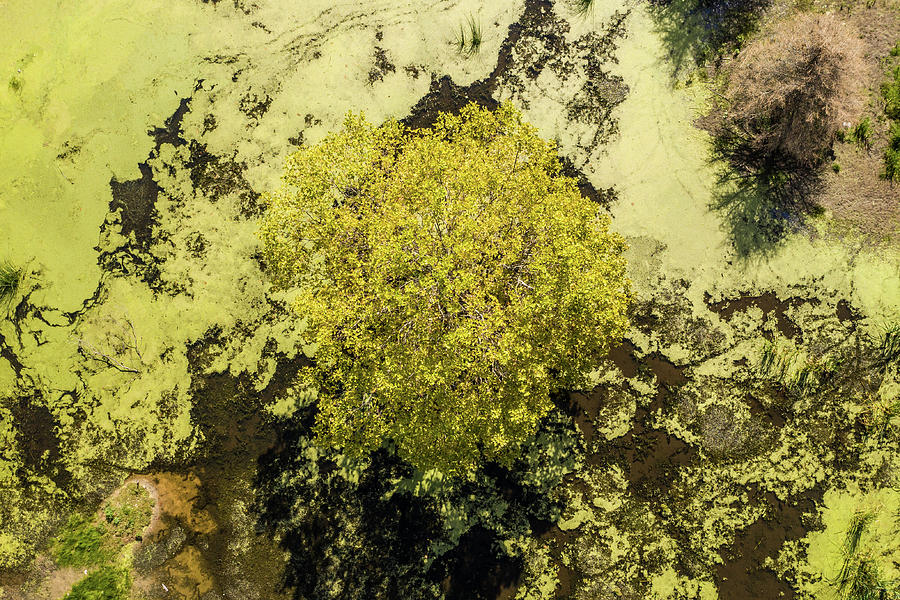 Tree and Swamp from above  Photograph by John McGraw