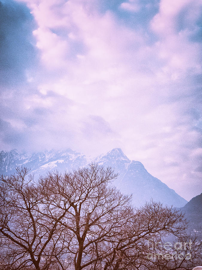 Tree and the Alps Photograph by Silvia Ganora