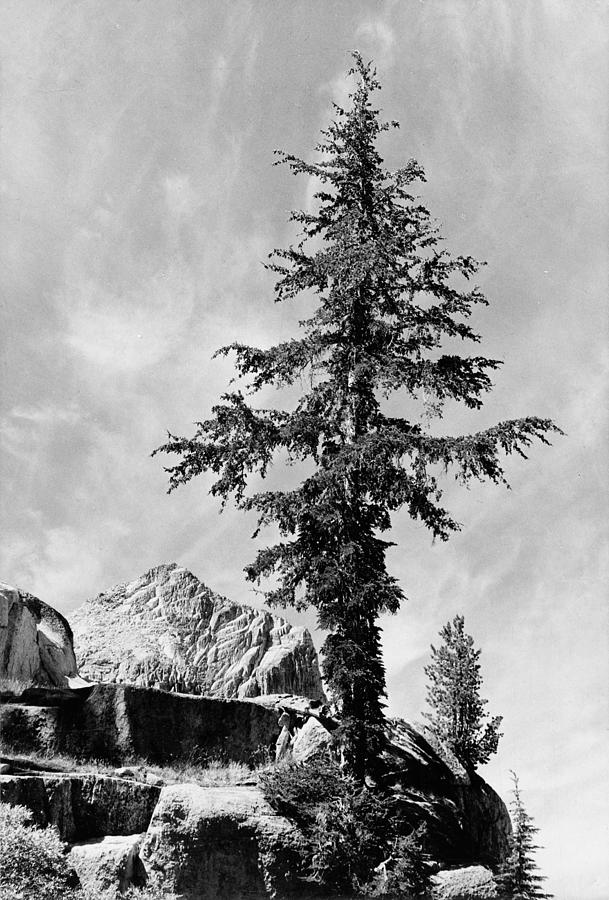 Tree and unnamed peak, Kings River Canyon,  proposed as a national park, California, 1936 Photograph by Ansel Adams