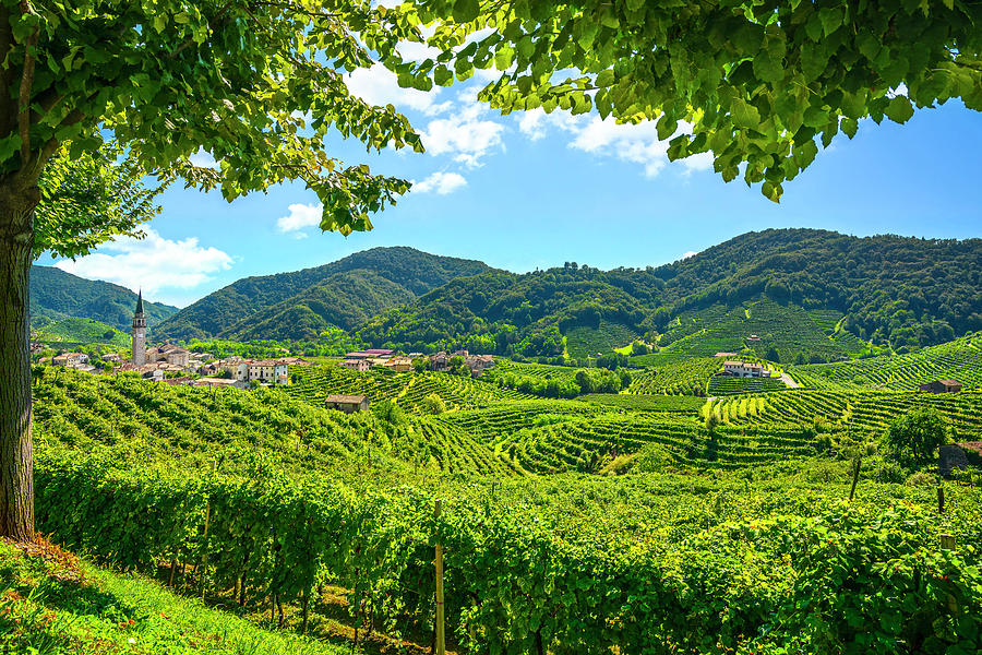 Tree and vineyards around Guia village. Prosecco Hills Photograph by Stefano Orazzini