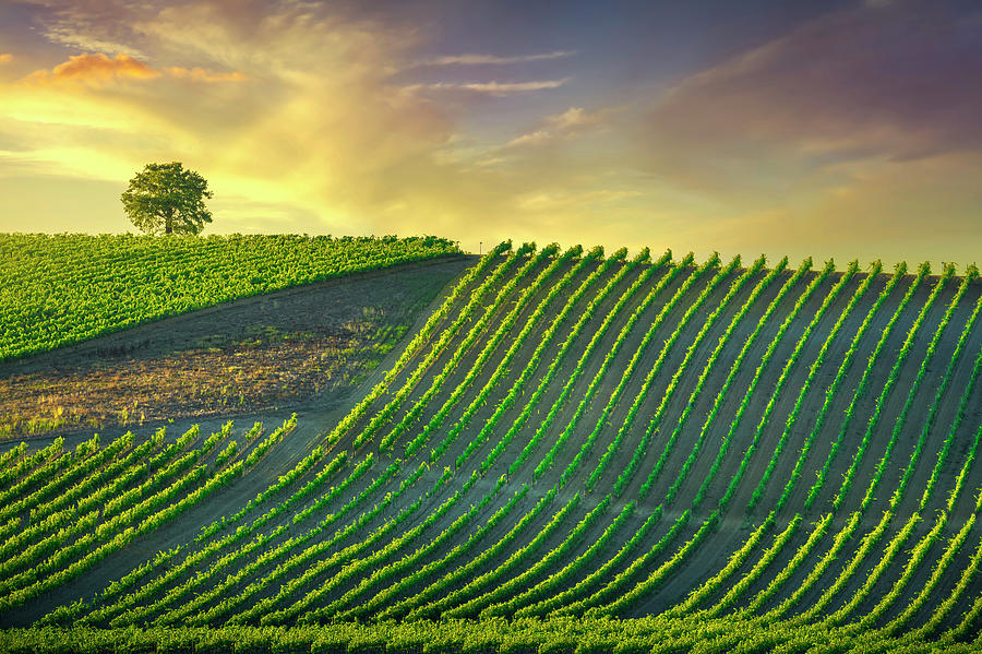 Tree and Vineyards at Sunset. Castellina in Chianti Photograph by Stefano Orazzini