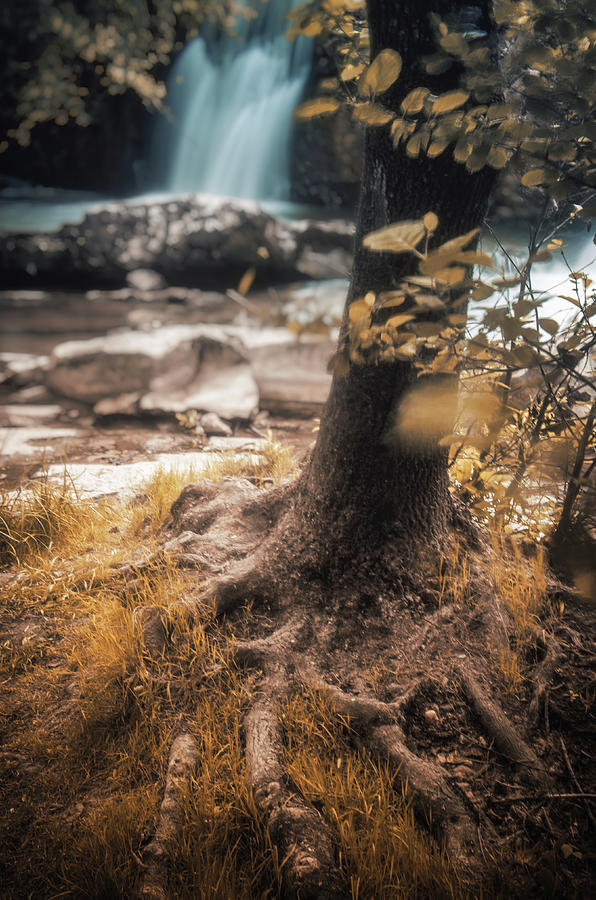 Tree and Waterfall Photograph by Carlos Caetano