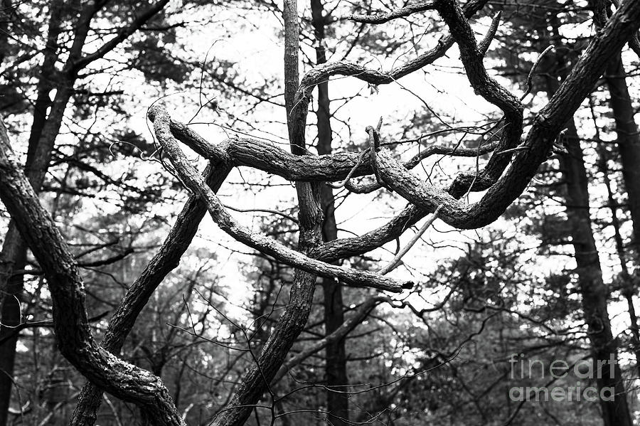 Tree Arms in the Pine Barrens Photograph by John Rizzuto