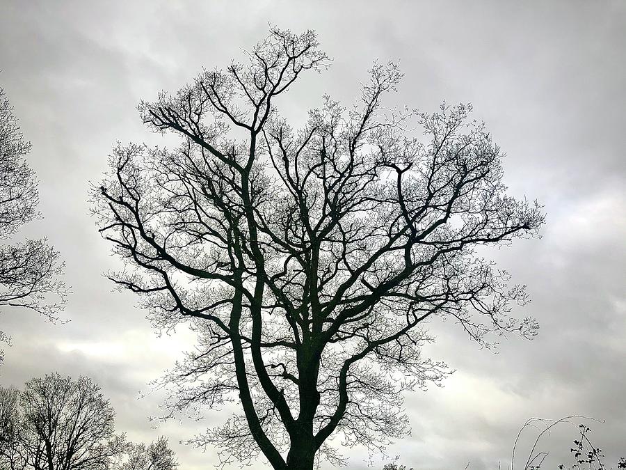 Tree Artery Photograph by Gordon James
