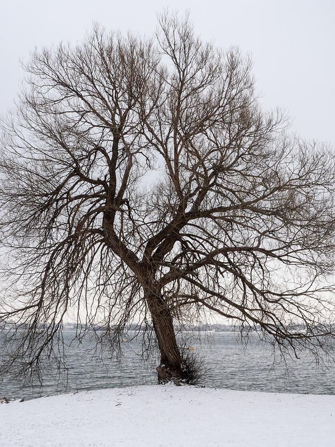Tree asserting itself. Photograph by Rob Huntley