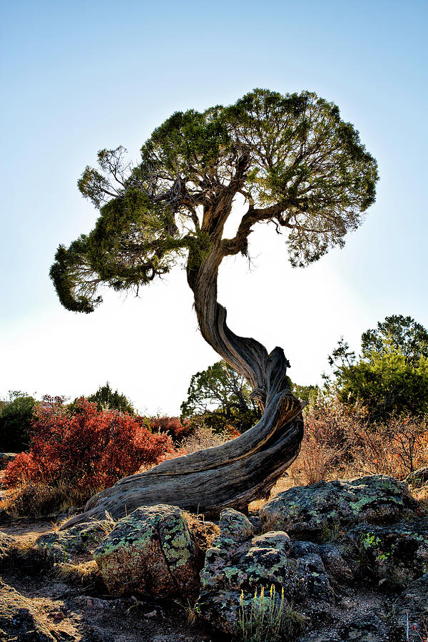Tree At Black Canyon Photograph by Robert Woodward