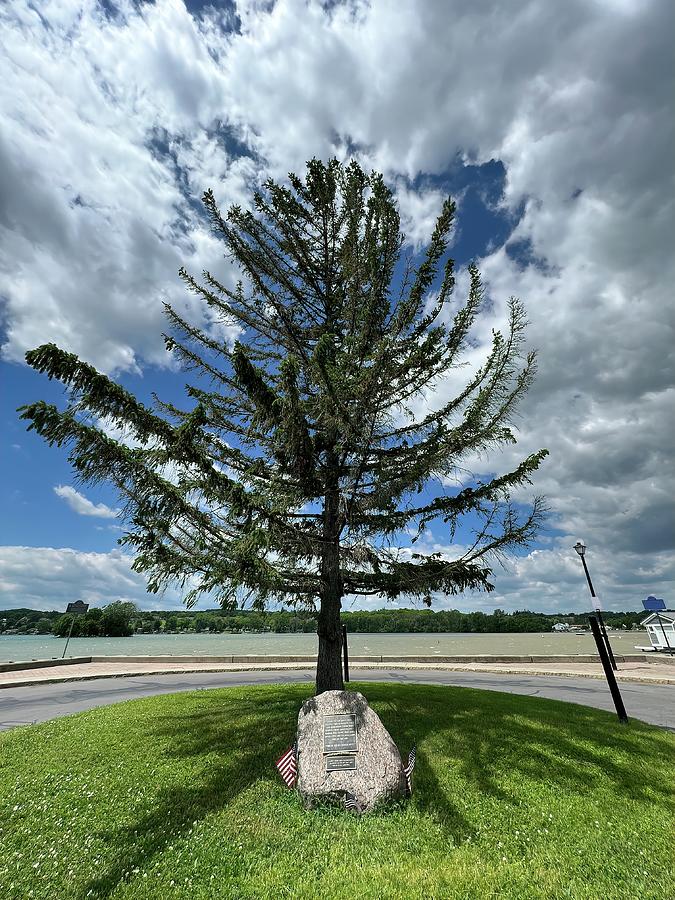 Tree at Canandaigua City Pier Photograph by Aimee L Maher ALM GALLERY