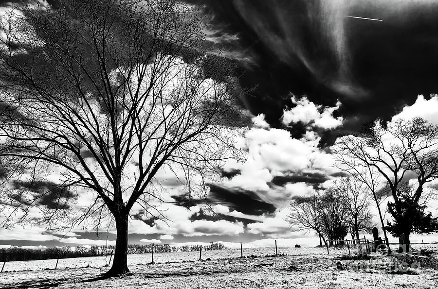 Tree at East Amwell Township New Jersey Photograph by John Rizzuto