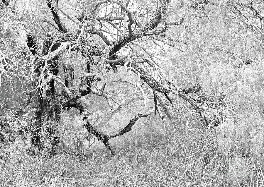 Tree At Harlingen Thicket Photograph