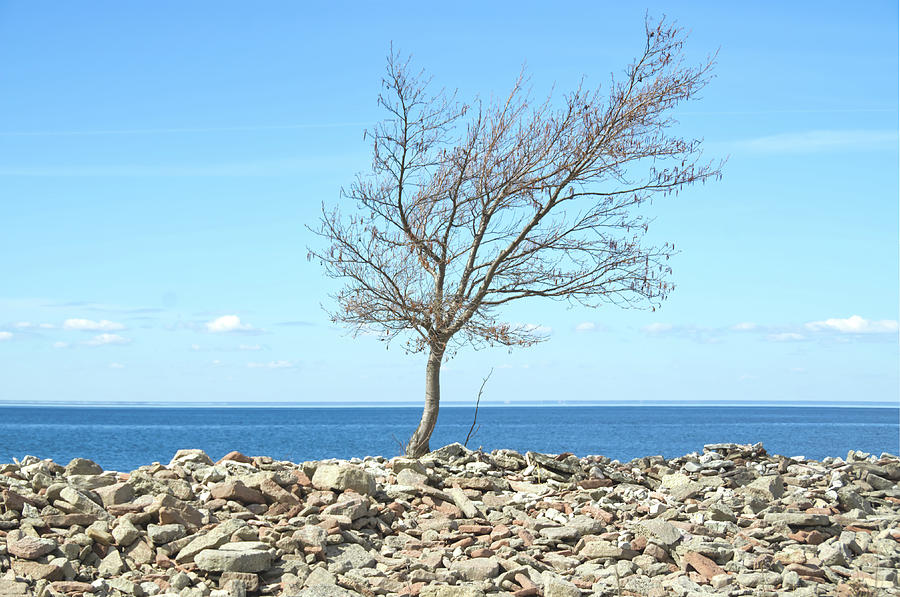 Tree at Jordhamn Photograph by Elaine Berger