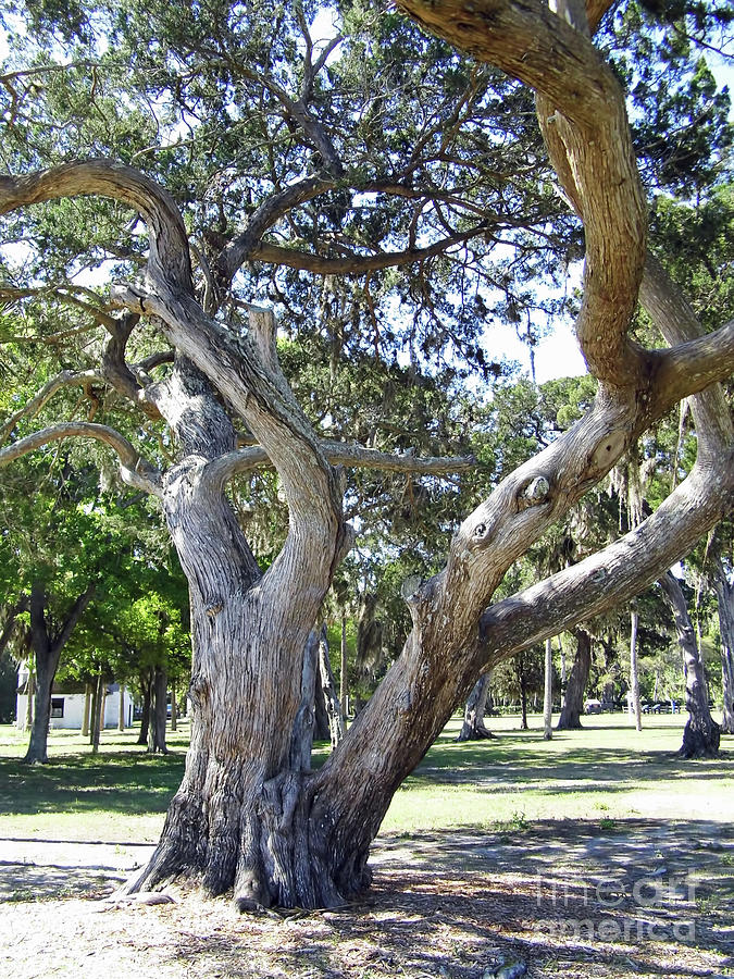 Tree At Kingsley Plantation Photograph