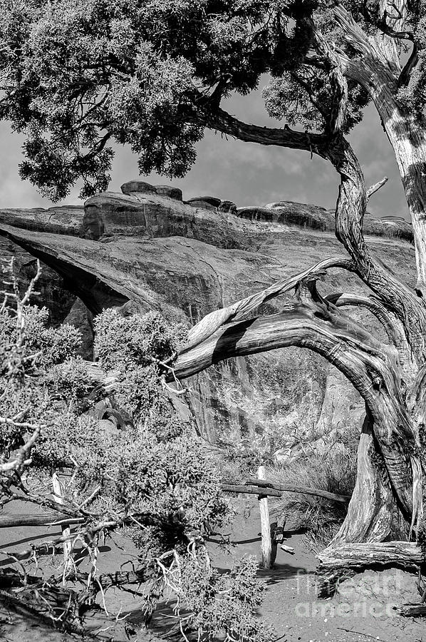 Tree at Landscape Arch in Arches National Park 2 Photograph by Bob Phillips