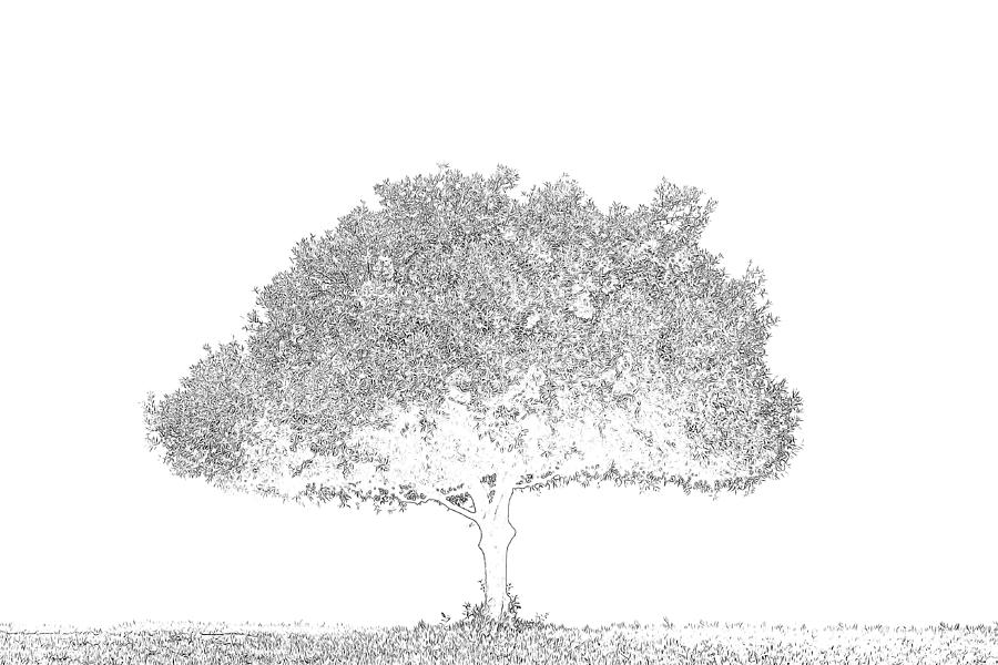 Tree at Mount Soledad Sketch Mixed Media by Alison Frank