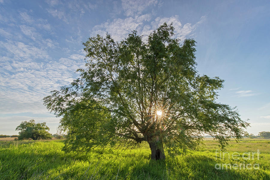 Tree At Sunrise Photograph