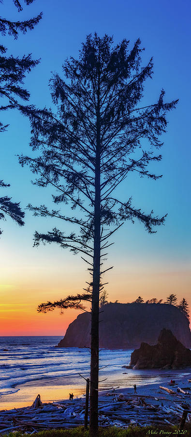 Tree At Sunset 897 Photograph