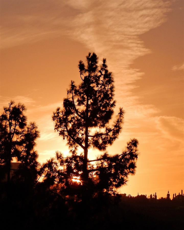 Tree At Sunset Photograph by Andrew Lawrence