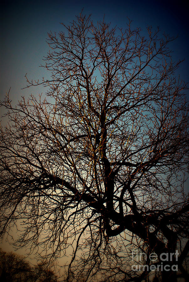 Nature Photograph - Tree at Sunset - Lomo by Frank J Casella