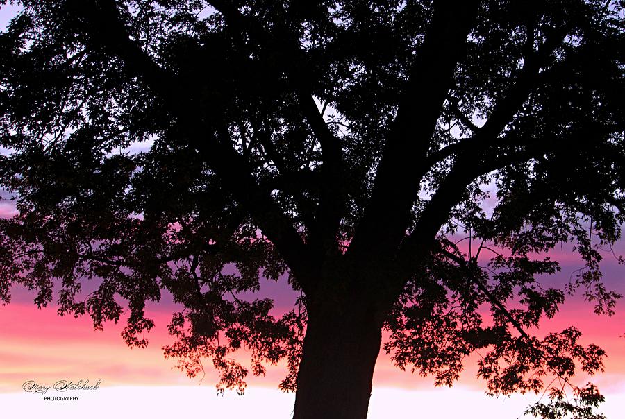 Tree at Sunset Photograph by Mary Walchuck