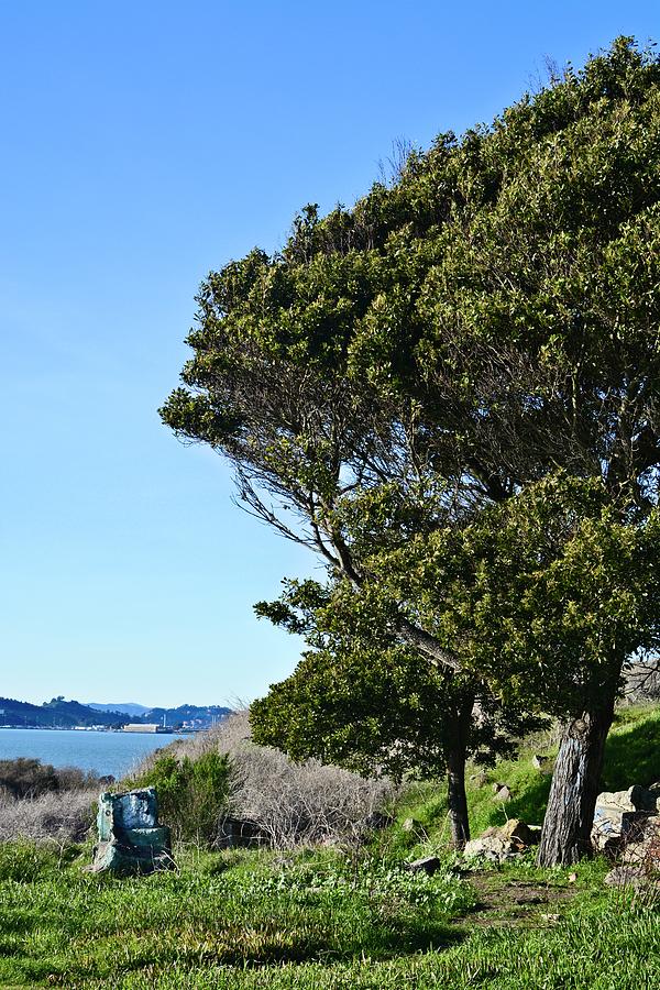 Tree At The Bay Photograph