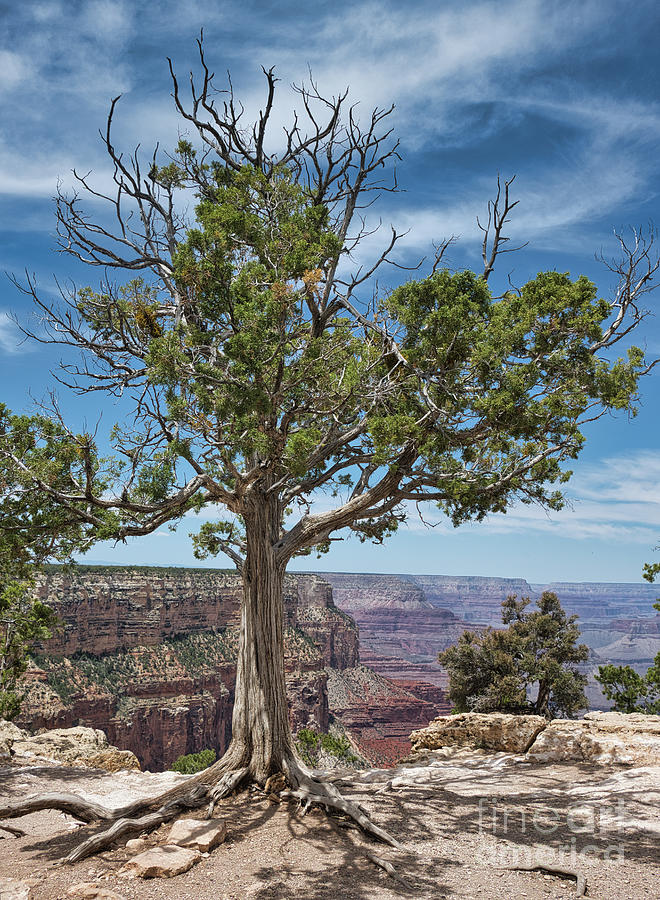Tree at the Canyon  Photograph by Andrea Anderegg