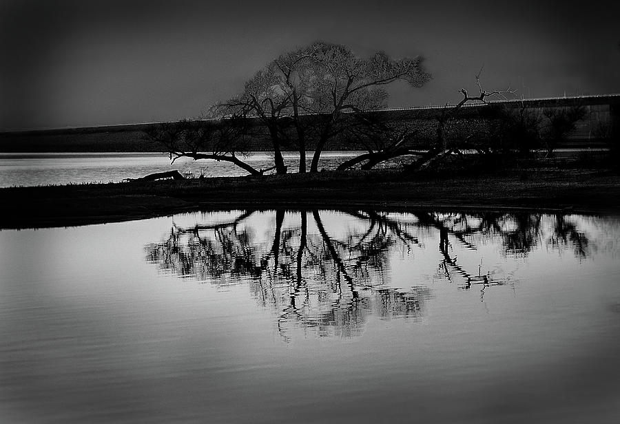 Tree at the Lake Photograph by Michael Ciskowski