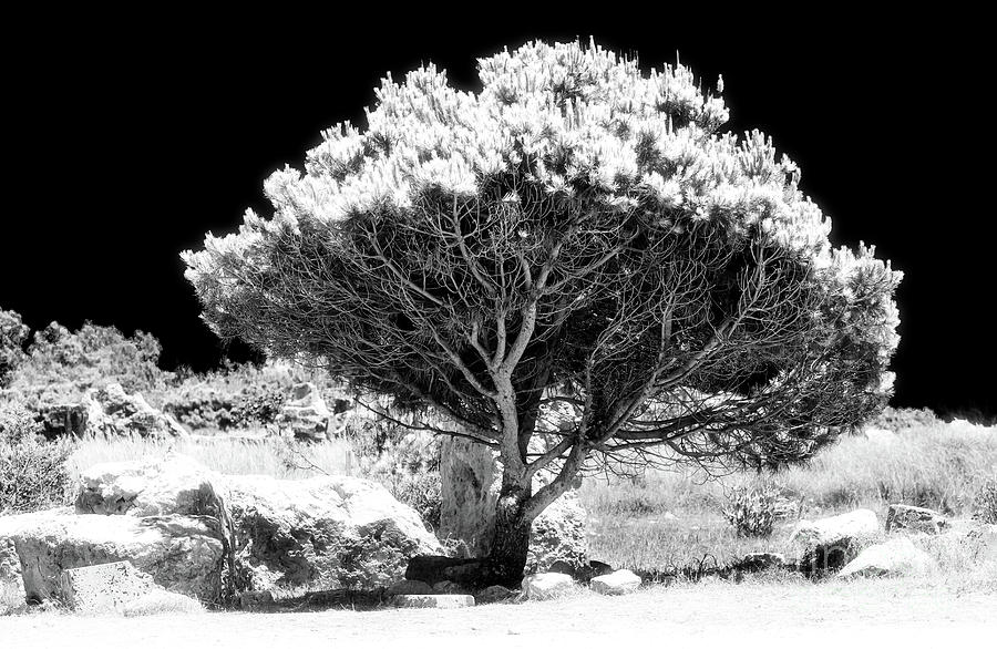 Tree at the Tombs of the King in Paphos Photograph by John Rizzuto