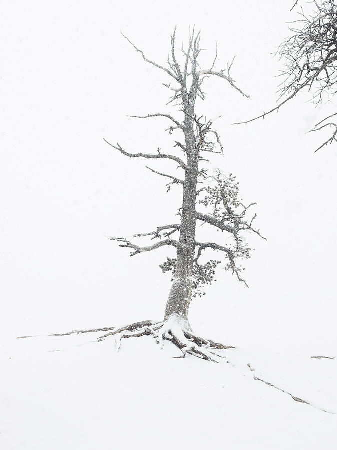 Tree at Winters Edge - Bryce Canyon Photograph by Sandra Martin