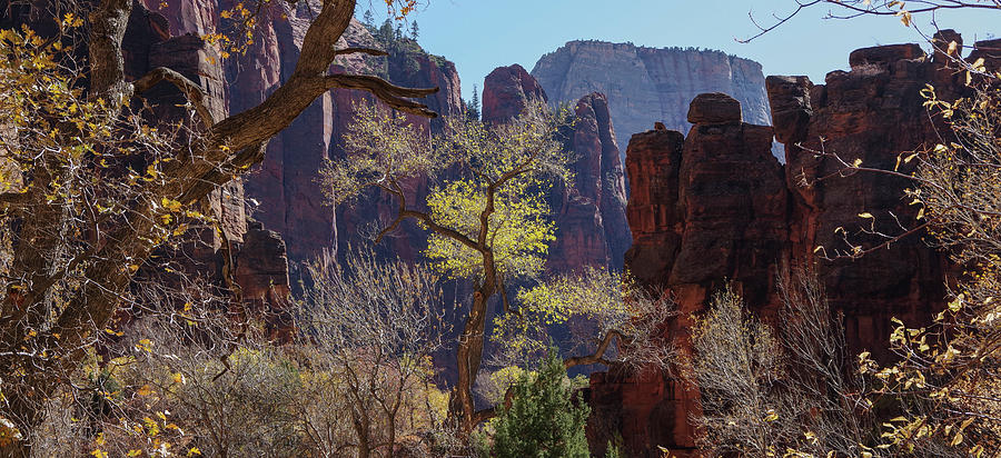 Tree at Zion National Park Photograph by Nathan Wasylewski