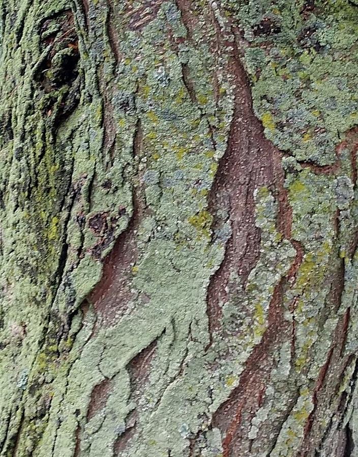 Tree Bark 1 Photograph by Jennifer Swientek - Fine Art America