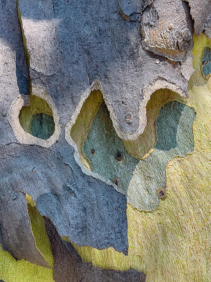Tree Bark Abstract Photograph by Cate Franklyn