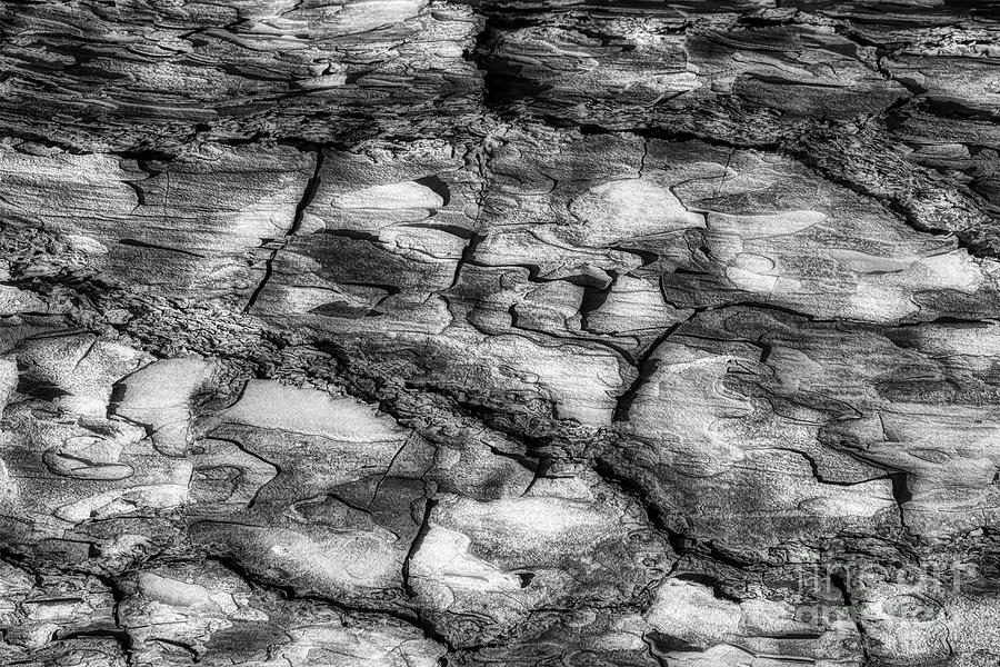 Tree Bark Abstract Horizontal Black and White Photograph by Mel Steinhauer