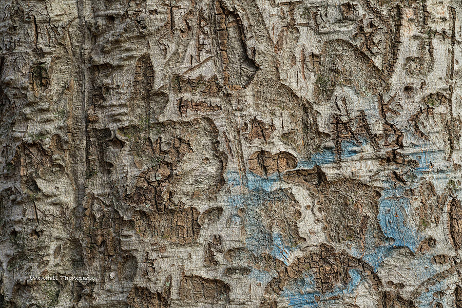 Tree Bark Abstract Photograph by Wendell Thompson
