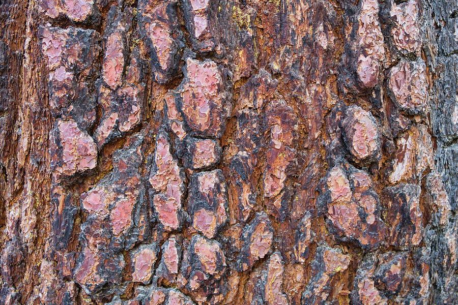 Tree Bark Closeup Photograph by Robert Blandy Jr