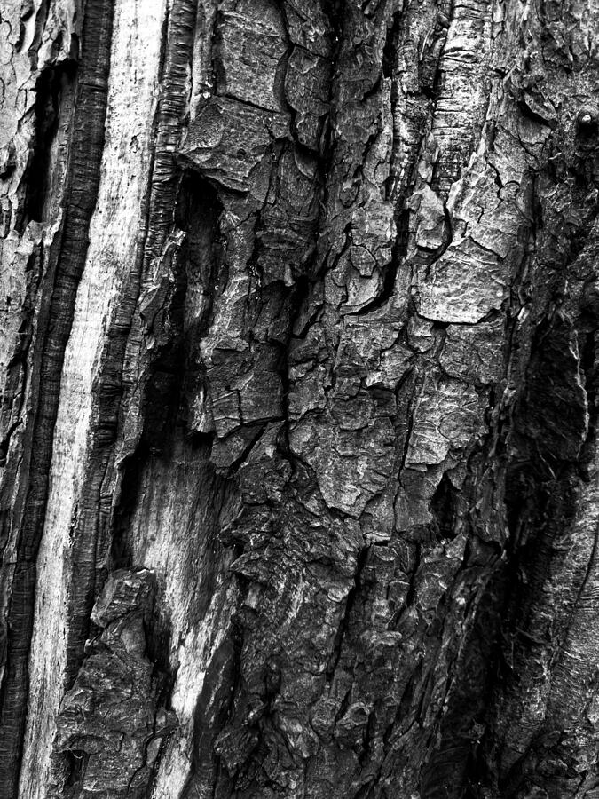 Tree Bark Photograph by Edward Lee Tree Bark Photograph by Edward Lee