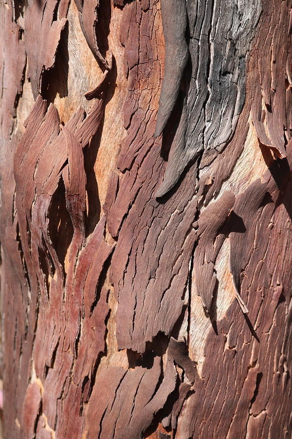 Tree Bark In Brown Photograph
