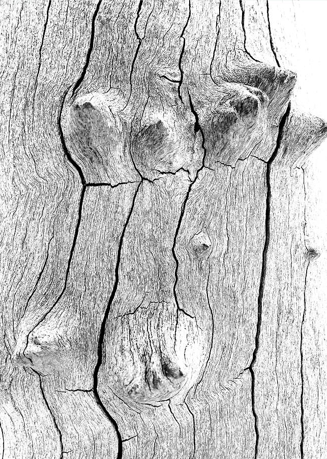 Tree Bark Knobs 1 - BW Photograph by Lexa Harpell